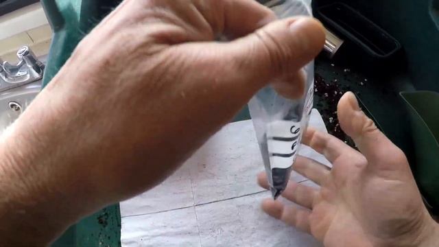 Pyracantha coccinea Germination and Sowing seeds смотреть онлайн