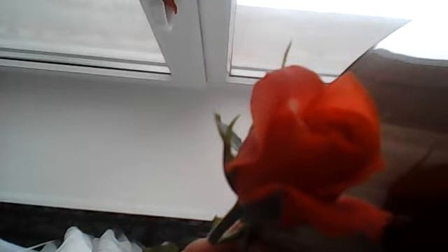 Красивая красная роза утром смотреть онлайн