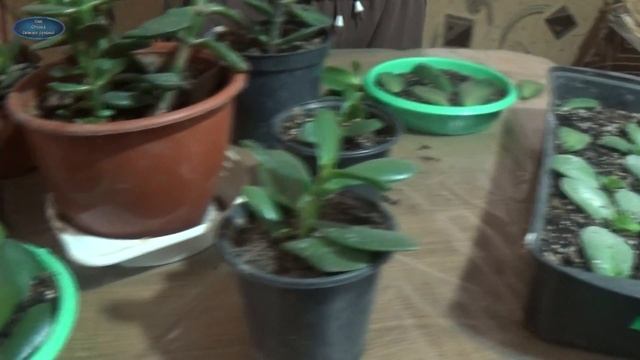 РАЗМНОЖЕНИЕ ПРЕКРАСНОГО РАСТЕНИЯ-ДЕНЕЖНОЕ ДЕРЕВО ОТ А ДО Я! КАК РАЗМНОЖИТЬ ДЕНЕЖНОЕ ДЕРЕВО. смотреть онлайн