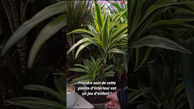 Dragonnier Dracaena Lemon Lime