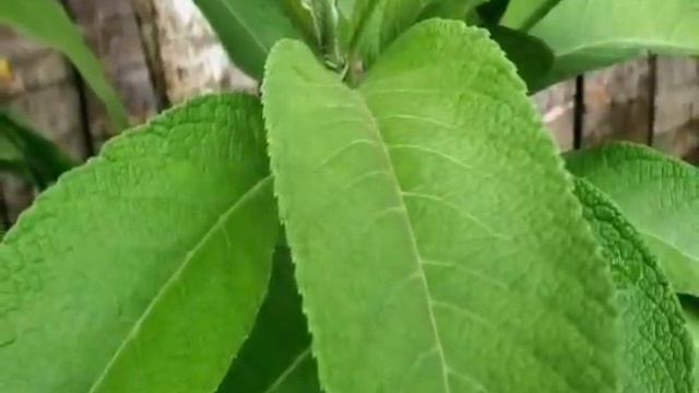 ito ang dapat na meron ka sa bahay mo ang 14 plant na may dala ng swerte o higit pa ngayong 2020 смотреть онлайн