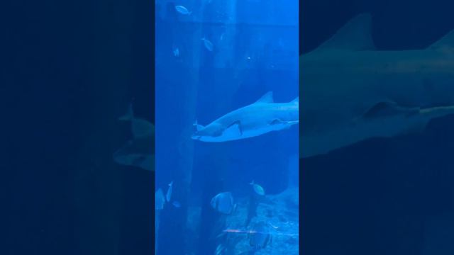 Акула в аквариуме Дубай Молла / Shark in the Dubai Mall Aquarium // 11.08.2023