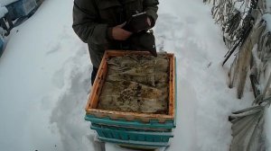Зимовка среднерусских пчел 05.02.2022. Неудачная попытка узнать сколько меда в улье.