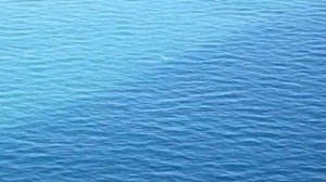 Футаж море чайки