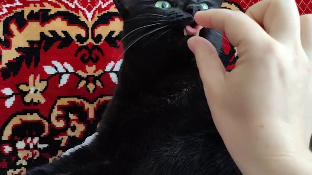 Паштет и палец смотреть онлайн