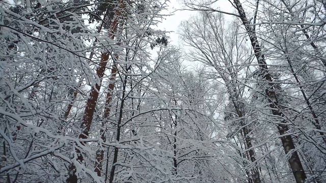 Зимний Лес ноябрь 2020 смотреть онлайн