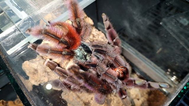 Caribena versicolor. Разводим одного из самых красивых пауков птицеедов. Спаривание смотреть онлайн