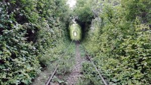 Магнитогорск, зелёный тоннель на железнодорожной ветке (25.07.2020)