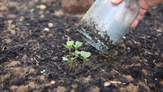 Основные правила высадки капустной рассады в открытый грунт. Как посеять капусту правильно