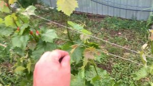 Удаление усов и пасынков на винограде