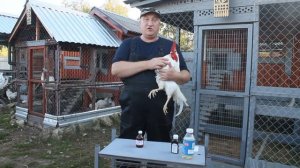 ЛЕЧЕНИЕ ЗАБИТОГО ЗОБА У КУР СВОИМИ РУКАМИ.