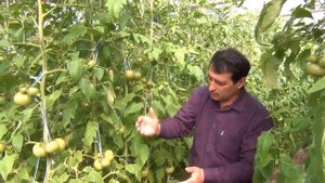 Советы по выращиванию томатов  Как получить ранний урожай помидоров.