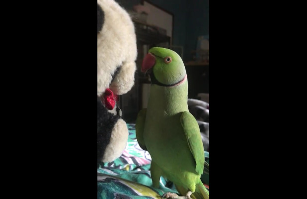 Попугай и игрушечная панда