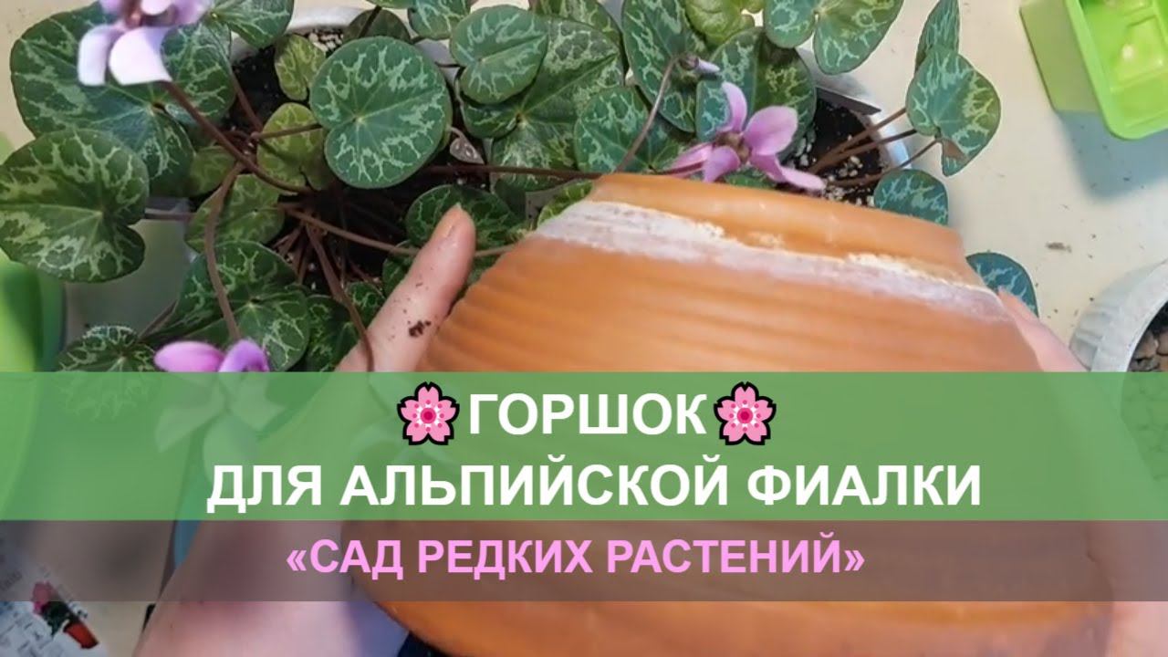 Какие горшки для альпийской фиалки нужно выбирать