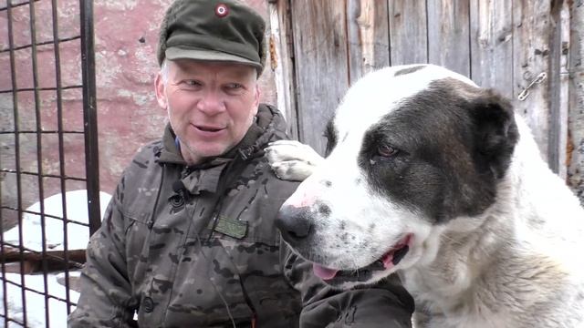 Почему #Бажениты продал телят ответ зрителю что ЗЦМ выгодно? смотреть онлайн