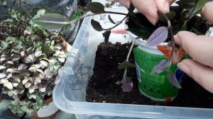 Кализии и традесканция. Пересадка. Формирование.