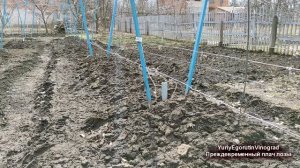 ? Почему плачет виноград? Чем опасен Преждевременный плач лозы. Как его избежать?