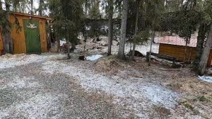 Делаем тушенку из медвежатины в деревенских условиях. Часть 1.
