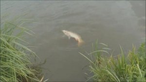 ЛОВЛЯ  НА  ТАПОЧКИ , как она есть № 1 . Рыбалка на платном ...