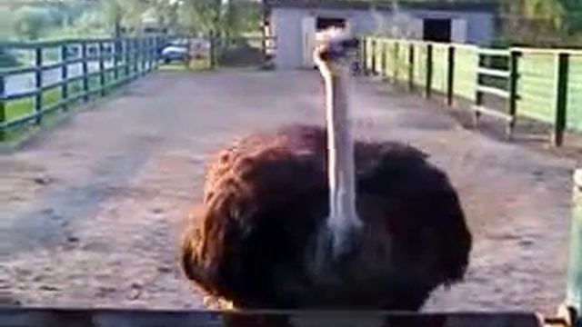 Страусы. Саратовская обл. дом отдыха Избушка смотреть онлайн