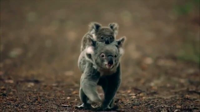 Правдивые факты о коалах   Русская озвучка Rumble