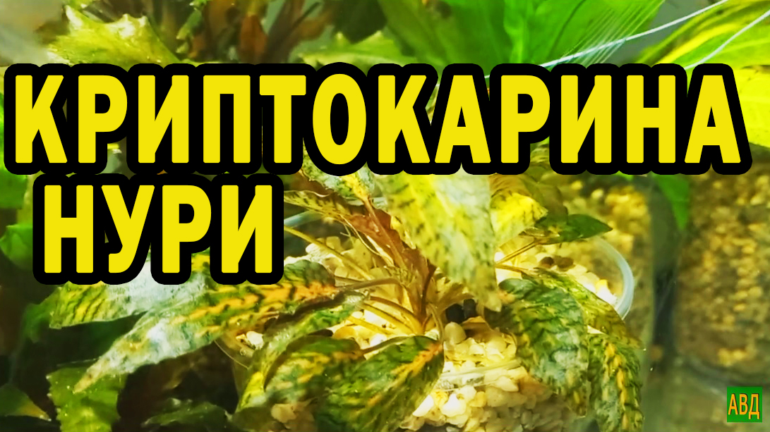 Криптокарина Нури и другие растения