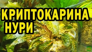 Криптокарина Нури и другие растения