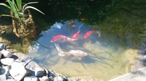 утренний пруд