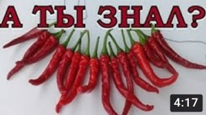 Как сохранить ОСТРЫЙ ПЕРЕЦ на зиму?