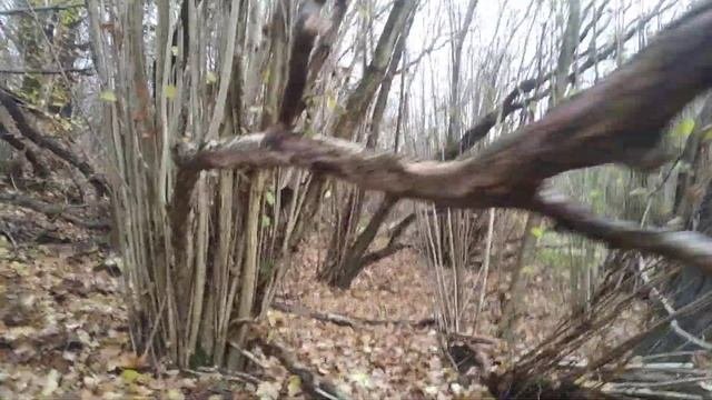 Старая роща лещины.