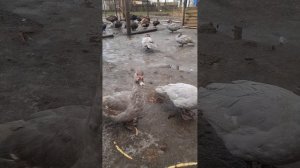 Индоутки ЛАВАНДА