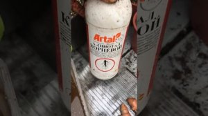 Выращивание куркумы в домашних условиях