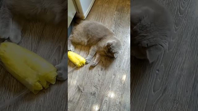 Кошка и Дождевик смотреть онлайн