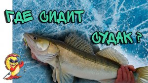 ГДЕ СИДИТ СУДАК. Ловля судака по первому льду.