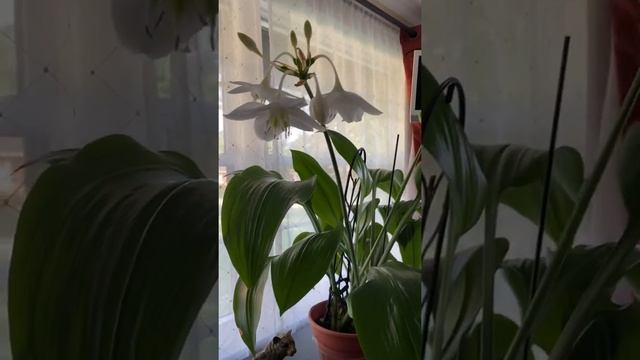 Как цветёт Амазонская Лилия . Eucharis amazonica (Эухарис амазонский)#комнатныецветы смотреть онлайн