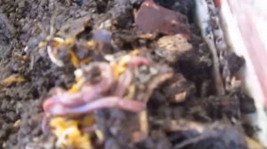 Вермиферма дома, червь старатель! Прибор для измерения кислотности!