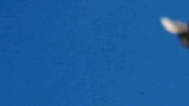 " ГОЛУБИ - РАЗМИНКА " Г. САЛЬСК РОСТОВСКАЯ ОБЛ. 4.03.2021.Г. смотреть онлайн