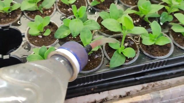 Черенкование петуний в ноябре