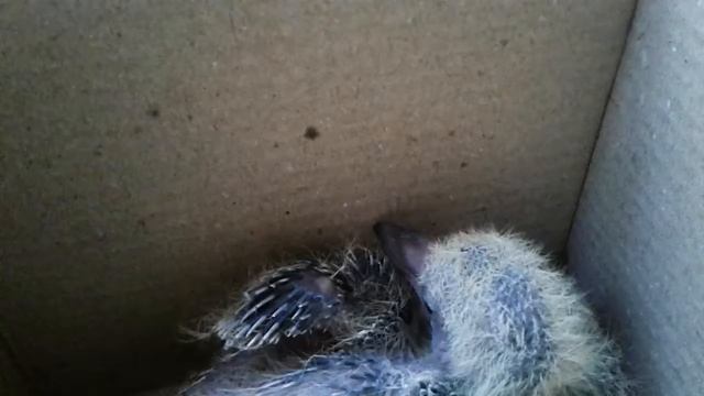 Нашла ПТЕНЦА голубя !ЧТО ДЕЛАТЬ ?? смотреть онлайн