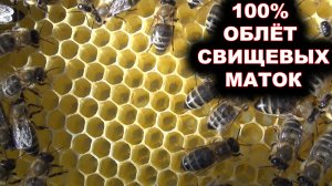 100% облёт свищевых маток.