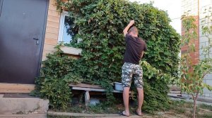 Собираем хмель, пока не отошёл