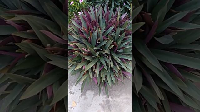 Tradescantia Spathacea, the Boatlily or Moses-in-the-Cradle Plant