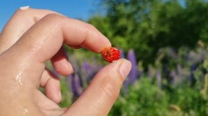 Влажное поле и утренний лес. АСМР прогулка
