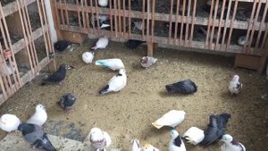 #Pigeons.Что делать, чтобы голуби летали высоко.