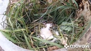 САМАЯ ЛУЧШАЯ ПОДКОРМКА ДЛЯ РАССАДЫ. ОГОРОД НА КУБАНИ.