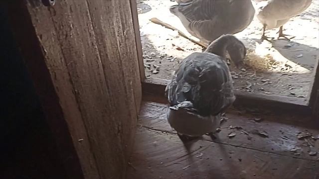 обычный день \ хоз. двор \ #7 \ переезд на юг.mp4 смотреть онлайн