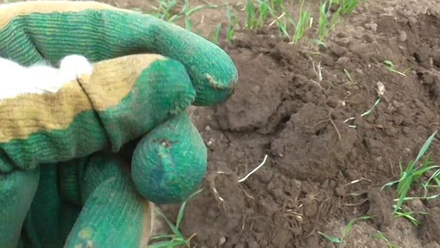 Коп монет и старины по полям#169 смотреть онлайн