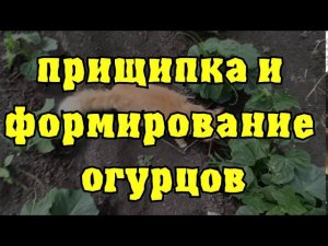 Прищипка и формирование огурцов. Как правильно сделать для укрепление и повышение урожайности.