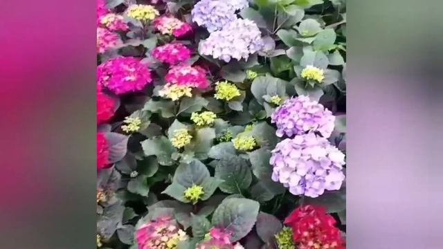 гортензия крупнолистовая