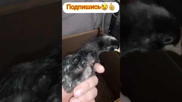 доминант супер харко смотреть онлайн